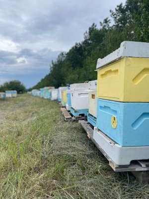 Пасека на 3500 ульев